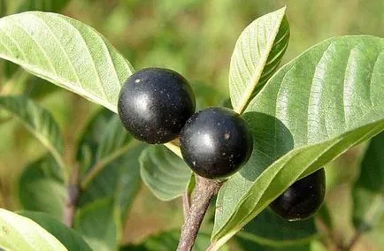 Buckthorn - hasznos tulajdonságokat és ellenjavallatok