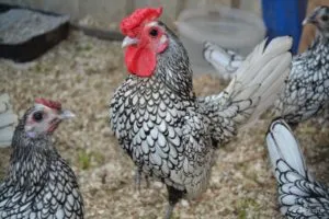 Csirkék Seabright fogvatartási körülmények, produktív jellemzők