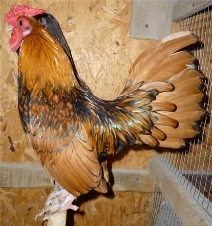 Csirkék Seabright fogvatartási körülmények, produktív jellemzők