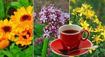 remedii populare Tratamentul RIR pe bază de plante și fructe de pădure de colectare, tincturi, ceaiuri