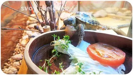 Lila bennfentes hogyan nőnek saláta egy ablakpárkányon üdvözlet én elégedett jóllakott teknősök; )