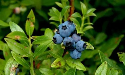 Berry Forest