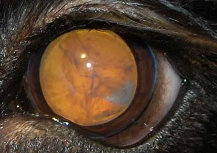 Tratamentul cataractei la câini și pisici în București