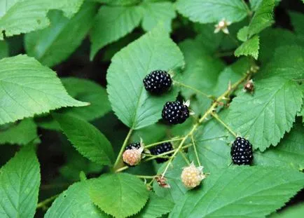 Berry Forest