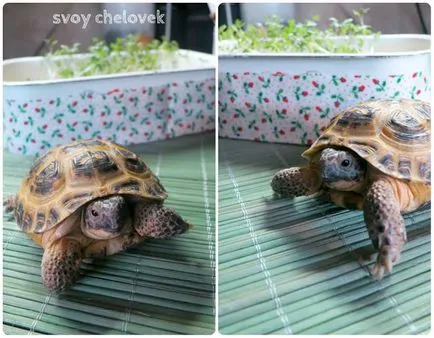 Lila bennfentes hogyan nőnek saláta egy ablakpárkányon üdvözlet én elégedett jóllakott teknősök; )
