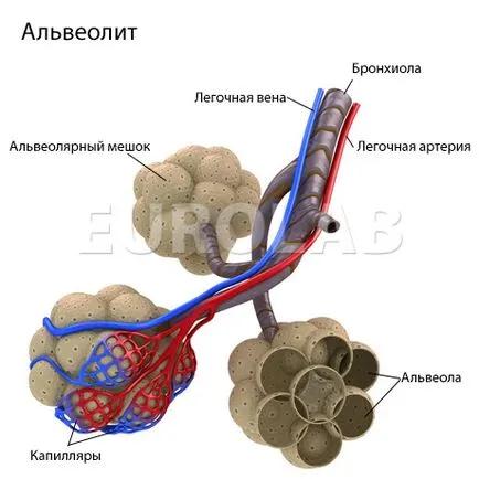 алвеолит лечение - медицински портал EUROLAB