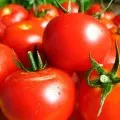 Cele mai bune soiuri de tomate pentru sere din policarbonat rezistent la manei