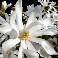 Magnolia növekszik a középső sáv, fotó, növény kert
