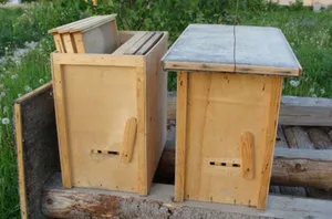 Капани за пчели инструкции за това как да се направи капан за пчелите със собствените си ръце