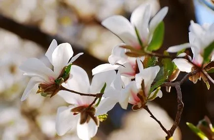 Magnolia în creștere în banda de mijloc, fotografie, o grădină de plante