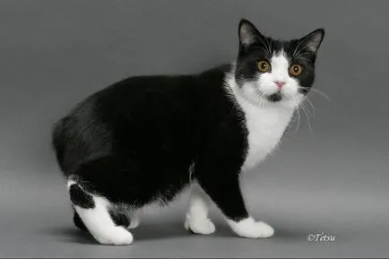Порода котка без опашка (Manx) описание порода, характер, видео