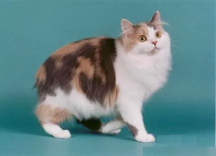 Порода котка без опашка (Manx) описание порода, характер, видео