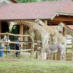 București, știri, Moscova Zoo mutat la un nou mod de operare