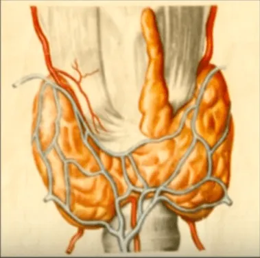 Morfologia unei glandei tiroide