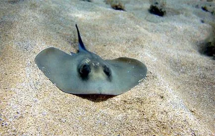 Stingray comună, Stingray Stingray (Pastinaca pisică de mare) fotografie formă vneny distribuție dimensiunea greutate a corpului