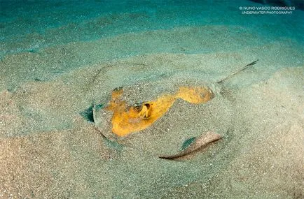 Stingray comună, Stingray Stingray (Pastinaca pisică de mare) fotografie formă vneny distribuție dimensiunea greutate a corpului