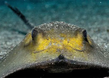 Stingray comună, Stingray Stingray (Pastinaca pisică de mare) fotografie formă vneny distribuție dimensiunea greutate a corpului