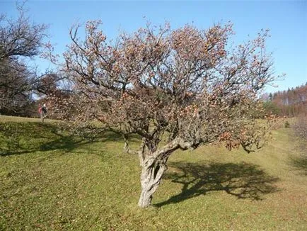 Naspolya növekvő magról, ellátás, metszés, telelés