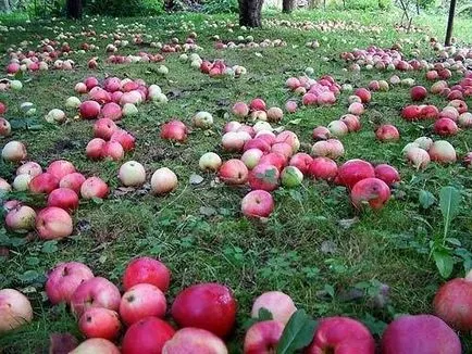 Lehetséges megtermékenyíteni a földet, mint az almát szakács alma műtrágya