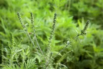 Ambrosia este ceea ce este, fotografie arata ca, artemisiifolia și alte tipuri de plante, descrierea, prejudiciul