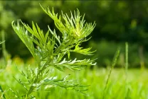 Ambrosia este ceea ce este, fotografie arata ca, artemisiifolia și alte tipuri de plante, descrierea, prejudiciul