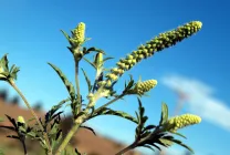 Ambrosia mi ez, fotó néz ki, artemisiifolia és más típusú növényekre, a leírás, a kár