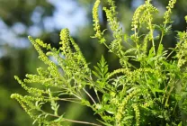 Ambrosia este ceea ce este, fotografie arata ca, artemisiifolia și alte tipuri de plante, descrierea, prejudiciul