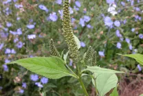 Ambrosia mi ez, fotó néz ki, artemisiifolia és más típusú növényekre, a leírás, a kár