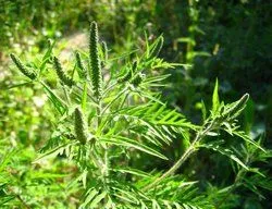 Ambrosia este ceea ce este, fotografie arata ca, artemisiifolia și alte tipuri de plante, descrierea, prejudiciul