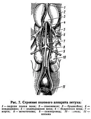 Anatomia și fiziologia organelor de reproducere ale păsărilor de curte - agroarhiv