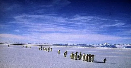 Антарктида природата