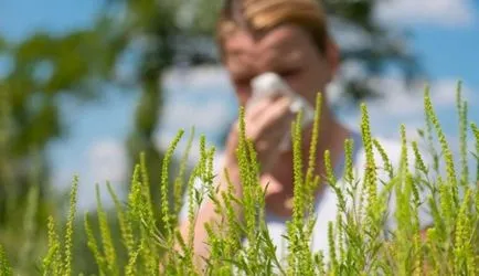 Ambrosia este ceea ce este, fotografie arata ca, artemisiifolia și alte tipuri de plante, descrierea, prejudiciul