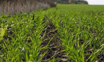 Ambrosia mi ez, fotó néz ki, artemisiifolia és más típusú növényekre, a leírás, a kár