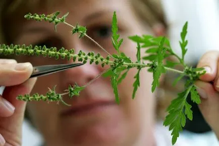 Ambrosia mi ez, fotó néz ki, artemisiifolia és más típusú növényekre, a leírás, a kár