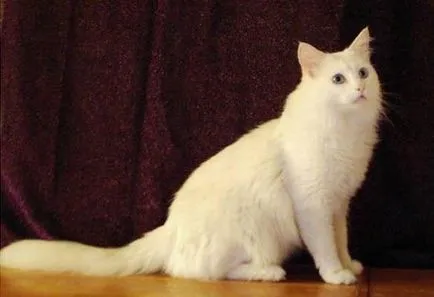 Ангорска котка котка (турска ангорска котка)
