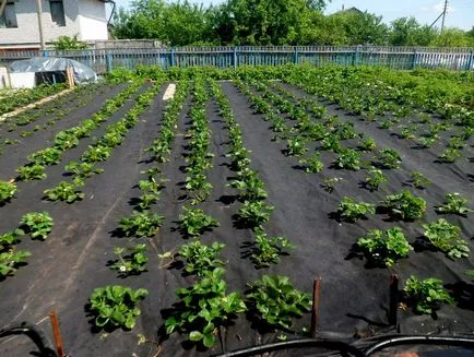 Agrovoloknom за ягоди - засаждане на ягоди върху agrovoloknom онлайн магазин - Дим Garden City Plus