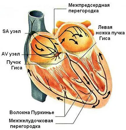 тип аритмия - пирует - причини, симптоми, лечение са показани в ЕКГ