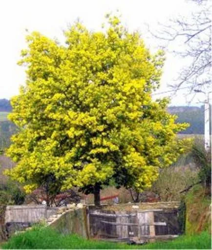 отглеждане Acacia dealbata и поддръжка - растения - растения за градината