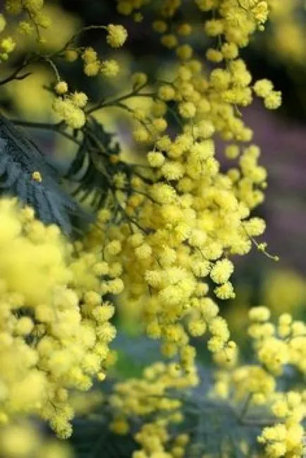 отглеждане Acacia dealbata и поддръжка - растения - растения за градината