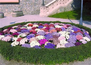 Ce flori frumoase anuale pentru gradina de la plante la locul