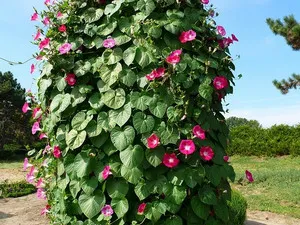 Ce flori frumoase anuale pentru gradina de la plante la locul