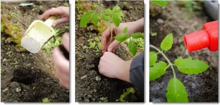 Ce face îngrășământ la plantare tomate 1