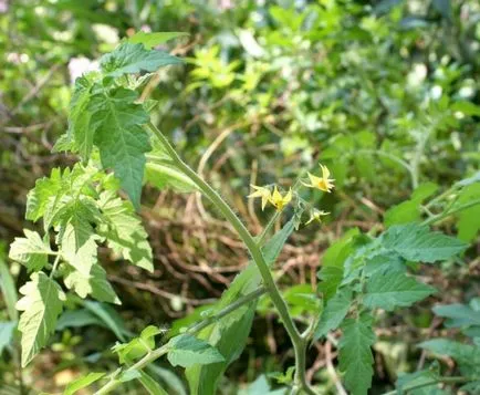 Ce face îngrășământ la plantare tomate 1