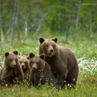 Bear támadások emberek egyre több - ebben a szezonban pobet minden rekordot