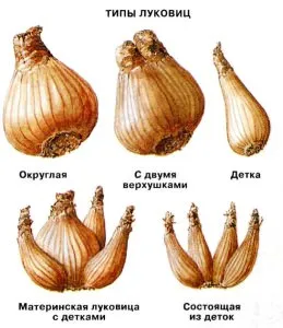 Нарциси - засаждане и грижи в открито поле, когато трансплантирани, правила принуждават, болест