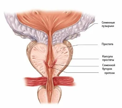 Masculin anatomie organ sexual si membru al functiei