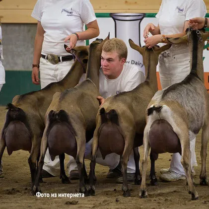 Нашите алпийски кози - ЗНЗ Goat Слобода