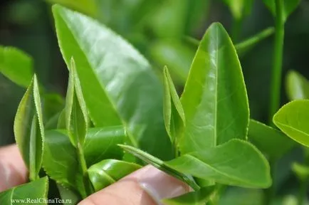 Természetes tej oolong