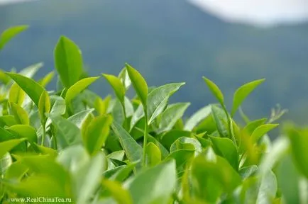 Természetes tej oolong