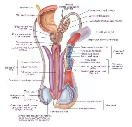 Masculin anatomie organ sexual si membru al functiei